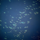 Image for article titled Earth’s fragile coral reefs, seen from space